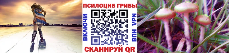 Псилоцибиновые грибы Cubensis  Купить закладки  Минусинск 